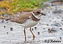 Charadrius semipalmatus